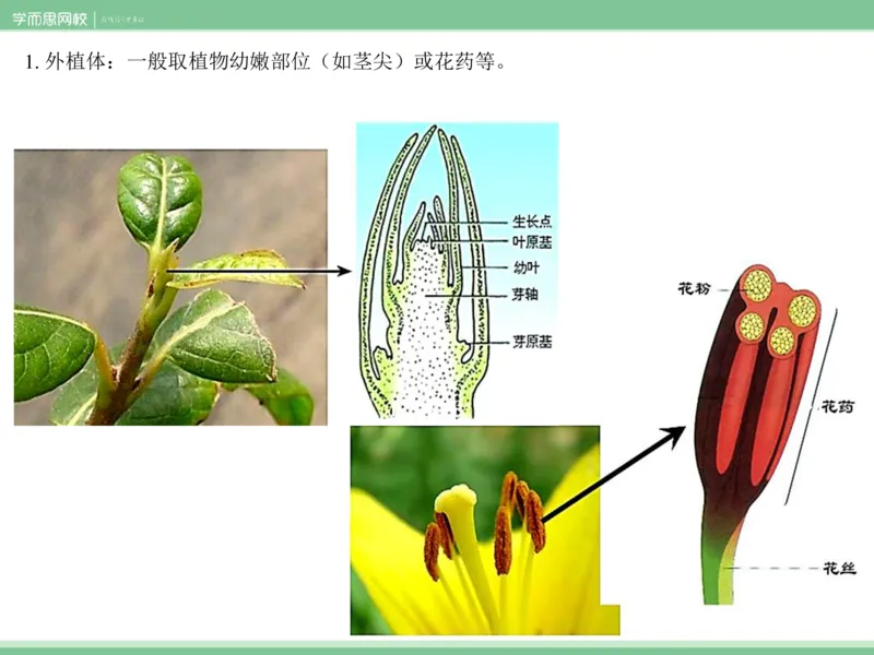 《课件62019寒高二植物细胞工程-7d54041e8f99_学而思高二全套_2020年寒假高二(1)_2020寒假目标清北班高二生物直播班（全国）7讲周云完结_资料》第9页预览