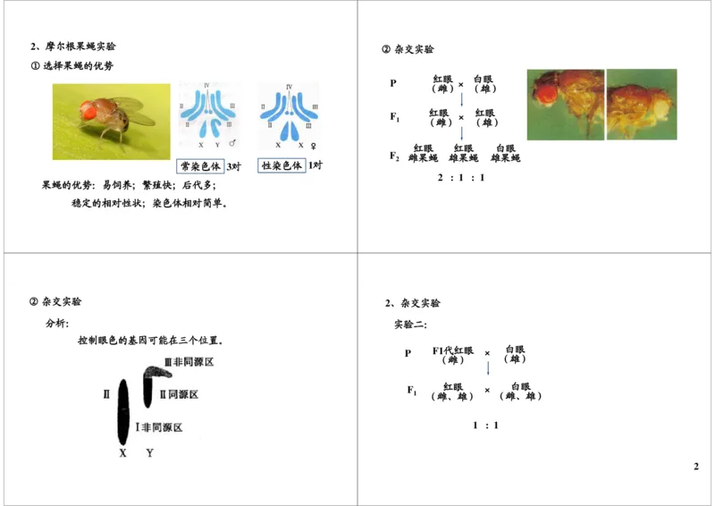 《遗传定律-伴性遗传-304881bc5ea5_学而思高三全套_高三录播课程各种版本_高三一轮二轮_29709-56高考生物一轮总复习（必修+选修1、3）_第18讲：遗传定律-伴性遗传（一轮上）》第2页预览