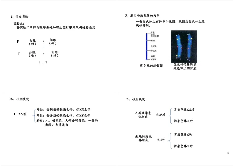 《遗传定律-伴性遗传-304881bc5ea5_学而思高三全套_高三录播课程各种版本_高三一轮二轮_29709-56高考生物一轮总复习（必修+选修1、3）_第18讲：遗传定律-伴性遗传（一轮上）》第3页预览