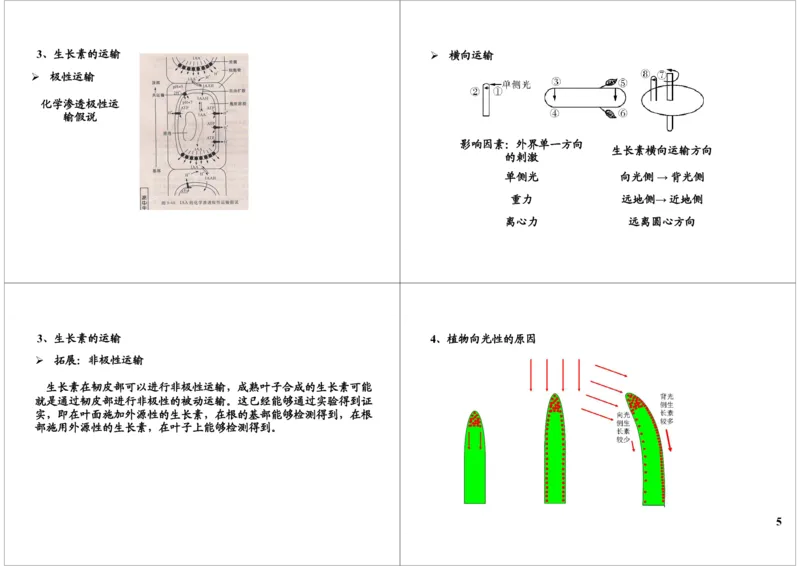 《植物激素调节-生长素的合成与运输（一轮下）-a3a1e217eb2a_学而思高三全套_高三录播课程各种版本_高三一轮二轮_29709-56高考生物一轮总复习（必修+选修1、3）》第5页预览