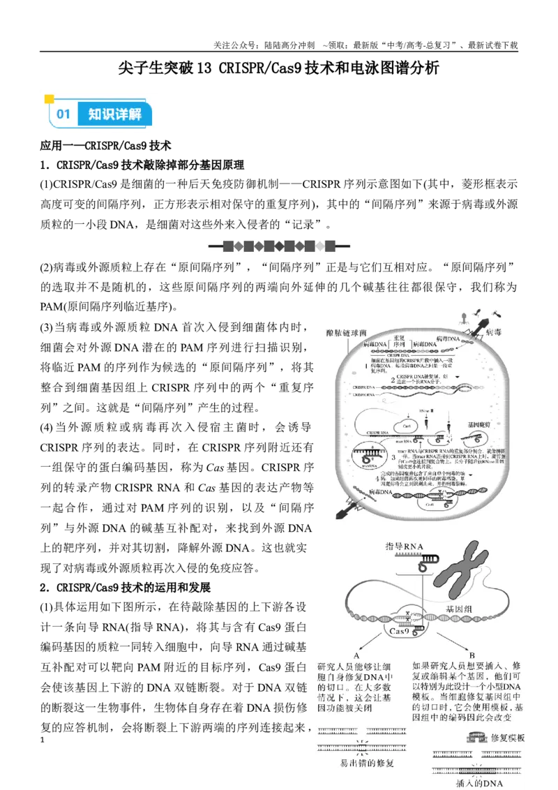 《尖子生突破13CRISPRCas9技术和电泳图谱分析（解析版）_06-生物-高考总复习_专项复习_2024年_2024年高考生物重难点突破精讲_资料》第1页预览