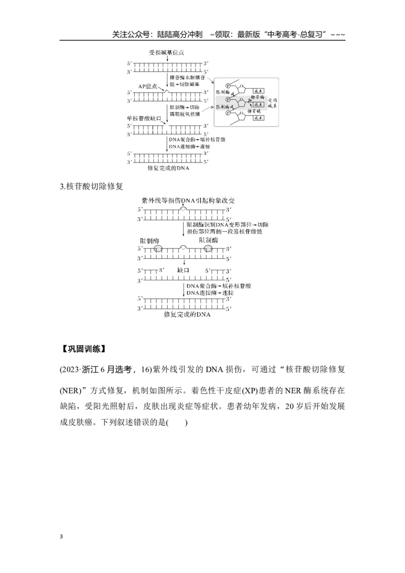 《微专题13：DNA损伤的修复机制与基因表达调控_06-生物-高考总复习_一轮复习_2026年-生物高考一轮复习_12026届高三生物一轮复习讲义》第3页预览