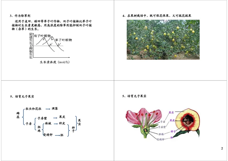《植物激素调节-生长素的应用及其它植物激素（一轮下）-6753791b7ef2_学而思高三全套_高三录播课程各种版本_高三一轮二轮_29709-56高考生物一轮总复习（必修+选修1、3）》第2页预览