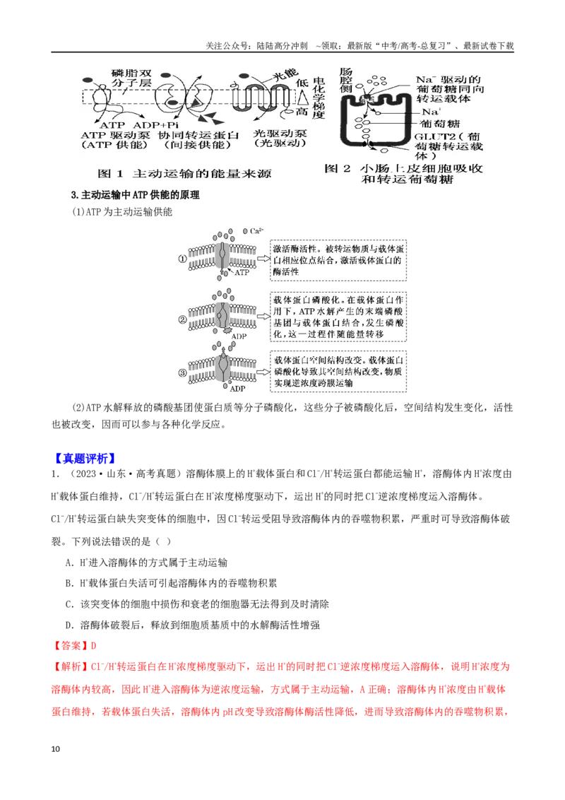 《微专题01细胞的结构和功能观（解析版）_06-生物-高考总复习_二轮复习_2024年_2024高三生物高考二轮复习热点命题专题真题模拟题_资料》第10页预览