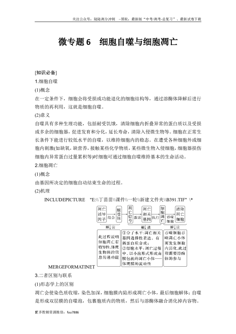 《微专题6细胞自噬与细胞凋亡_06-生物-高考总复习_一轮复习_2024年_2024高考生物大一轮复习课件讲义新人教版知识总结_2024年高考生物一轮复习讲义（新人教版）_另赠1套Word版题库_必修1》第1页预览