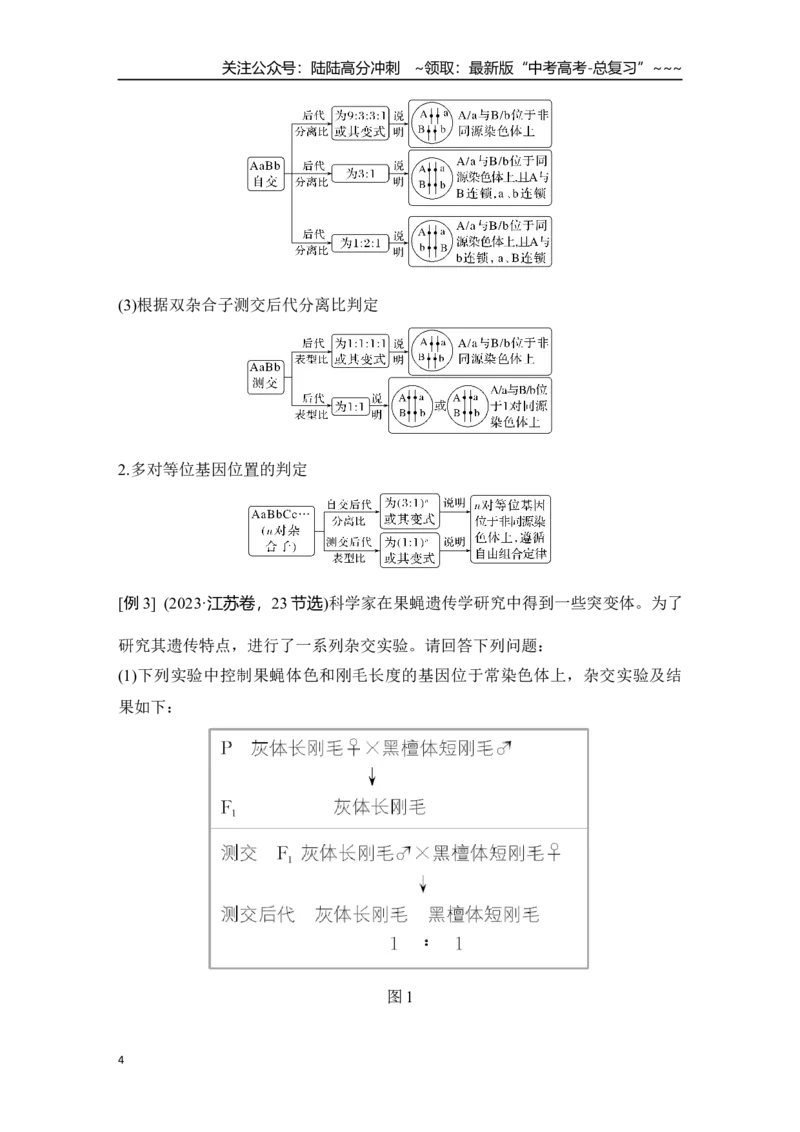《微专题11：基因定位_06-生物-高考总复习_一轮复习_2026年-生物高考一轮复习_12026届高三生物一轮复习讲义》第4页预览
