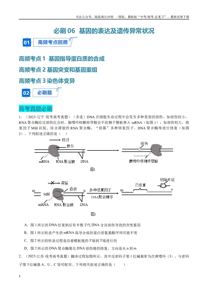《必刷06基因的表达及异常状况（共50题）（原卷版）_06-生物-高考总复习_专项复习_2024年_2024年新高考生物总复习高频考点必刷题真题模拟题_资料》第1页预览