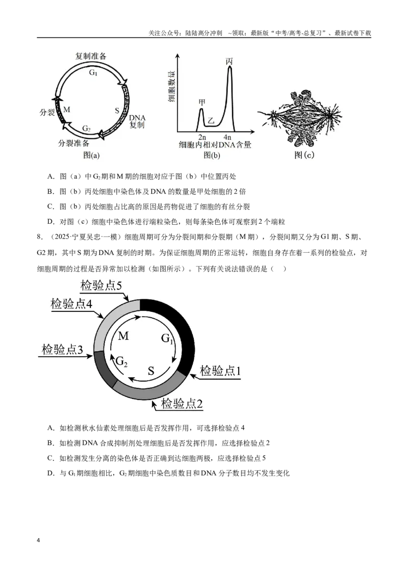 《猜押03细胞的生命历程（学生版）_06-生物-高考总复习_专项复习_2025年_2025年高考生物抢押秘籍（陕西、山西、宁夏、青海专用）》第4页预览