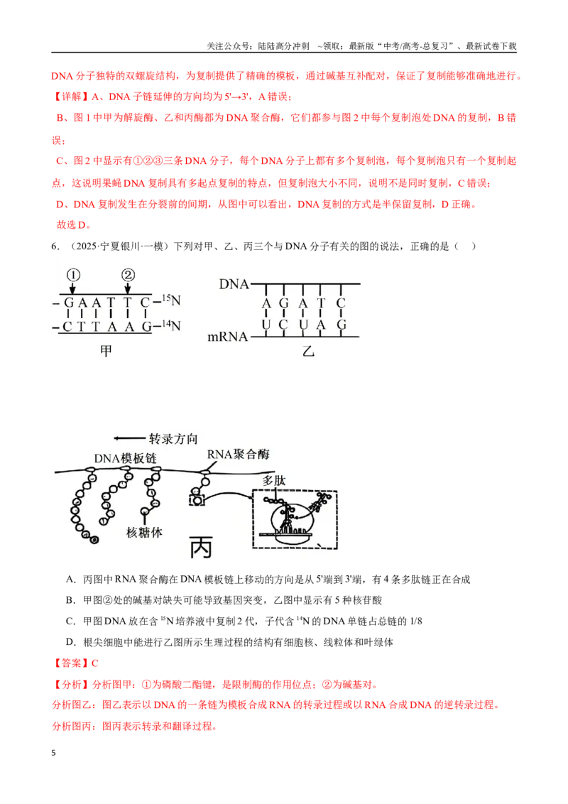 《猜押05遗传的分子基础、变异和进化（教师版）_06-生物-高考总复习_专项复习_2025年_2025年高考生物抢押秘籍（陕西、山西、宁夏、青海专用）》第5页预览