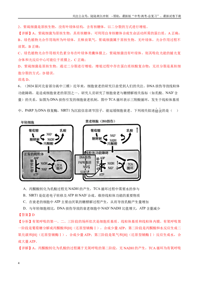 《专题04光合作用与细胞呼吸（解析版）_06-生物-高考总复习_专项复习_2025年_2024年高考三模试题分类汇编生物2新高考通用》第4页预览