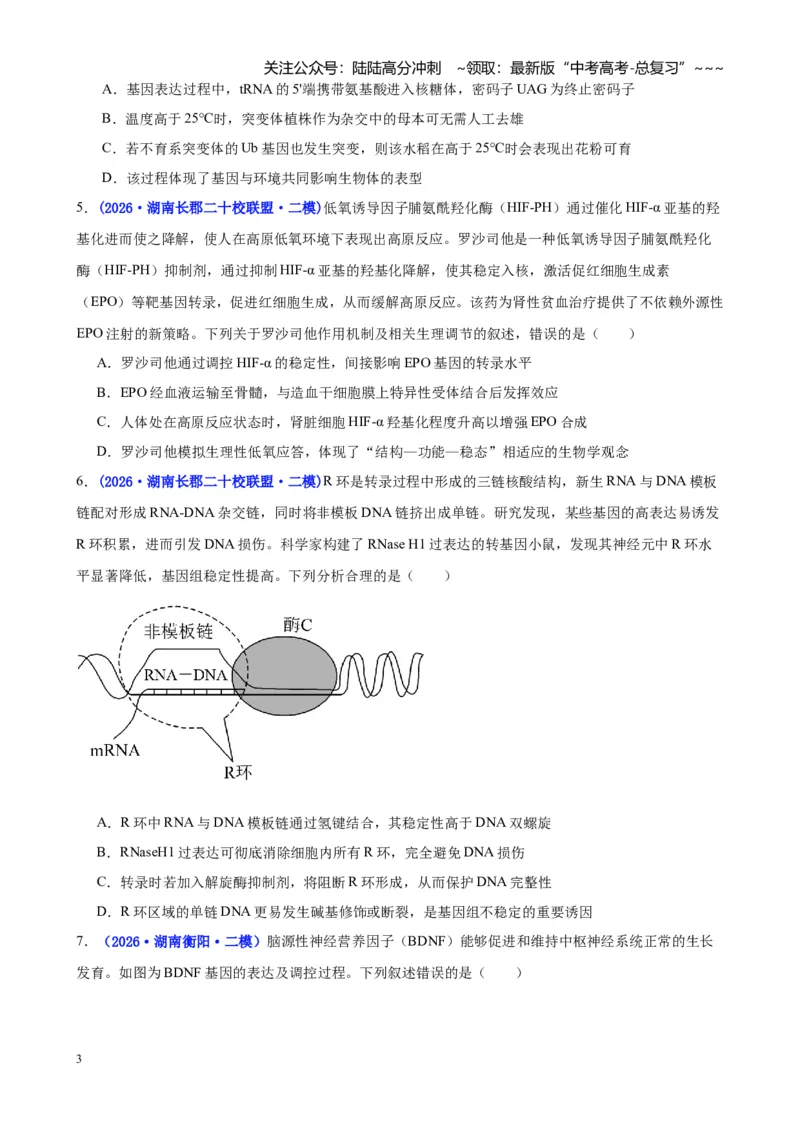 《专题05遗传的物质基础（学生版）_06-生物-高考总复习_专项复习_2026年-生物高考专项复习_2026年高考生物二模试题分类汇编（湖南专用）-G292_2026版》第3页预览