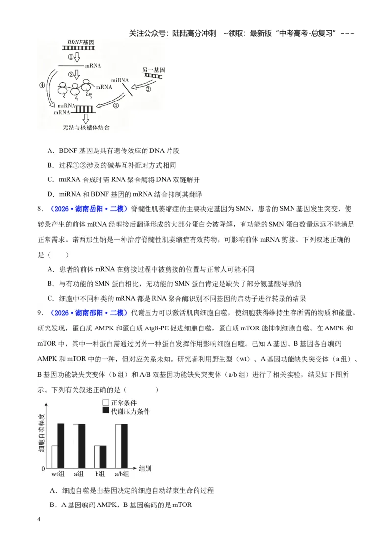 《专题05遗传的物质基础（学生版）_06-生物-高考总复习_专项复习_2026年-生物高考专项复习_2026年高考生物二模试题分类汇编（湖南专用）-G292_2026版》第4页预览