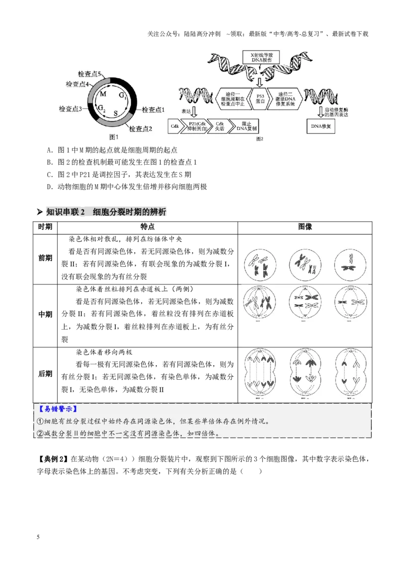 《第05讲细胞的增殖和减数分裂（讲义）（学生版）_06-生物-高考总复习_二轮复习_2025年_2025年高考生物二轮复习课件+讲义+练习（新高考通用）》第5页预览