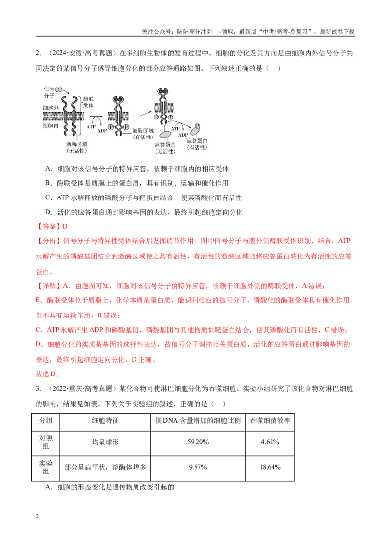 《专题09细胞的分化、衰老和死亡（教师版）_06-生物-高考总复习_一轮复习_2025年_2025年高考生物一轮复习考点精讲精练（新高考通用）》第2页预览