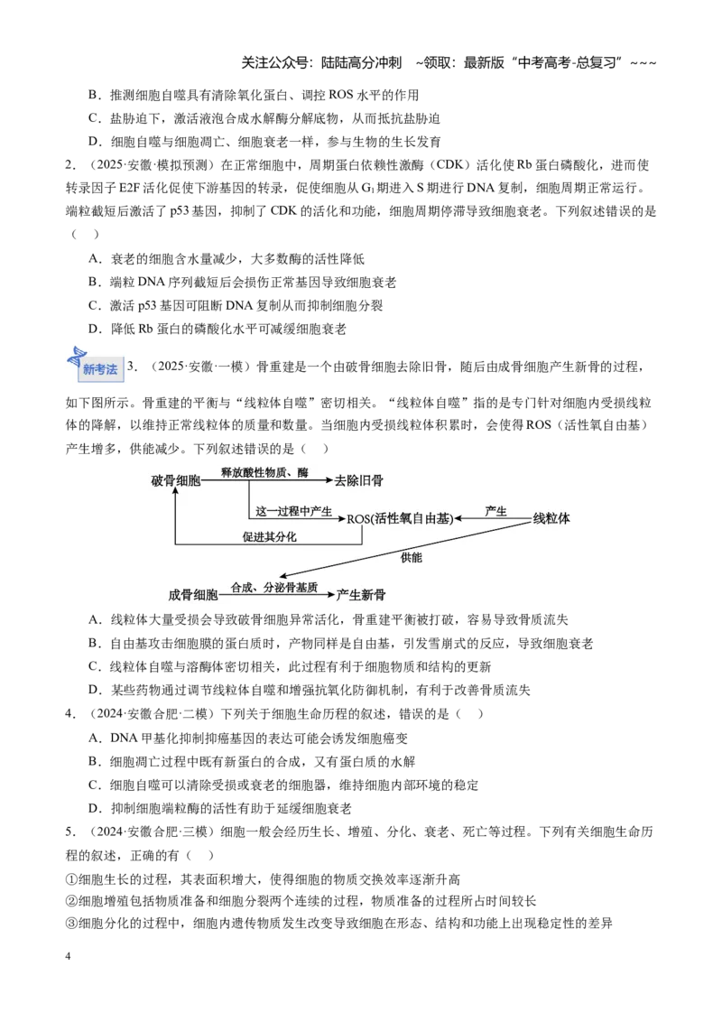 《第15讲细胞的分化、衰老和死亡（专项训练）（安徽专用）（学生版）_06-生物-高考总复习_一轮复习_2026年-生物高考一轮复习_2026年高考生物一轮课件+讲义+练习（安徽专用）-G326》第4页预览