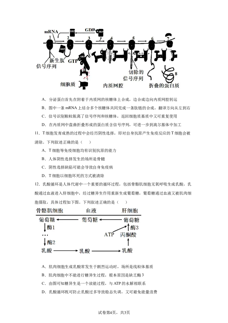 《12_2025届湖北省高中名校联盟高三第一次联考生物试题_2026版教学资源包_202653高考总复习A版_新高考_生物_教师A版2026年.新高考版.生物.53_优质模拟题精选（Word）_1_资源拓展》第4页预览