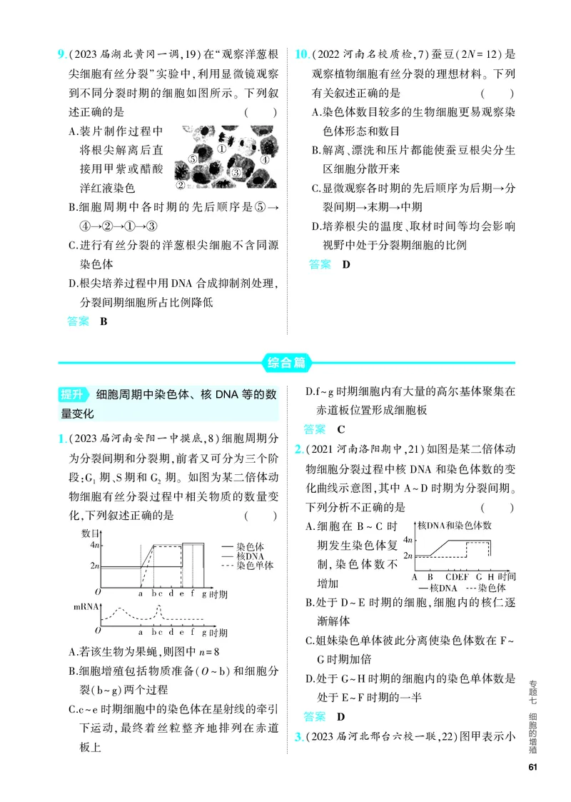 《1_07-专题七　细胞的增殖（教参电子书—分层集训）_2024版教学资源包_2024版.新高考版生物.5·3A版_7_专题七细胞的增殖_4_PDF教参电子书》第3页预览