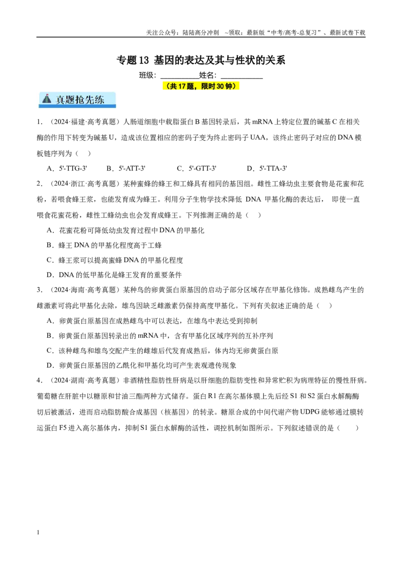 《专题13基因的表达及其与性状的关系（学生版）_06-生物-高考总复习_一轮复习_2025年_2025年高考生物一轮复习考点精讲精练（新高考通用）》第1页预览