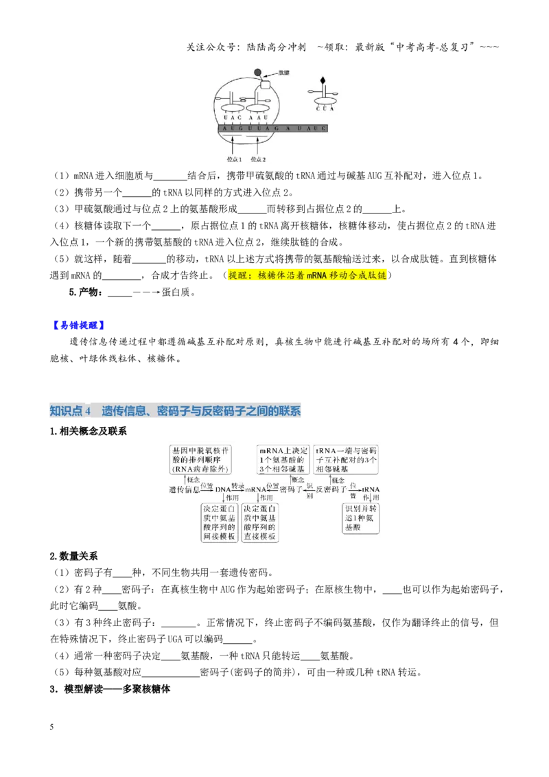 《第21讲基因的表达、基因与性状的关系（复习讲义）（全国通用）（学生版）_06-生物-高考总复习_一轮复习_2026年-生物高考一轮复习_2026版_第六单元遗传的分子基础》第5页预览