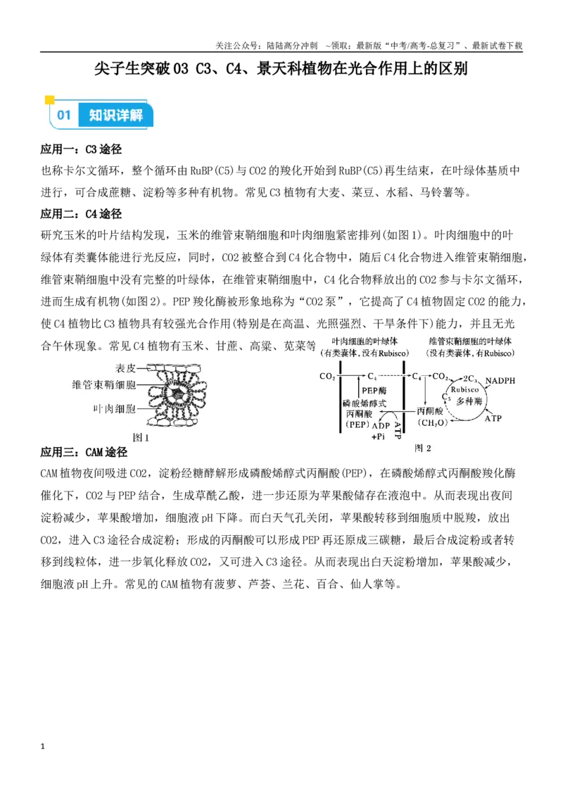《尖子生突破03C3、C4、景天科植物在光合作用上的区别（原卷版）_06-生物-高考总复习_专项复习_2024年_2024年高考生物重难点突破精讲_资料》第1页预览