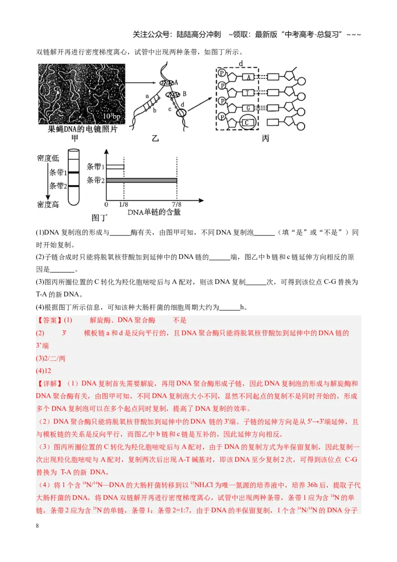 《第21讲DNA分子的结构、复制和基因的本质（专项训练）（福建专用）（教师版）_06-生物-高考总复习_一轮复习_2026年-生物高考一轮复习_2026年高考生物一轮课件+讲义+练习（福建专用）-G328》第8页预览