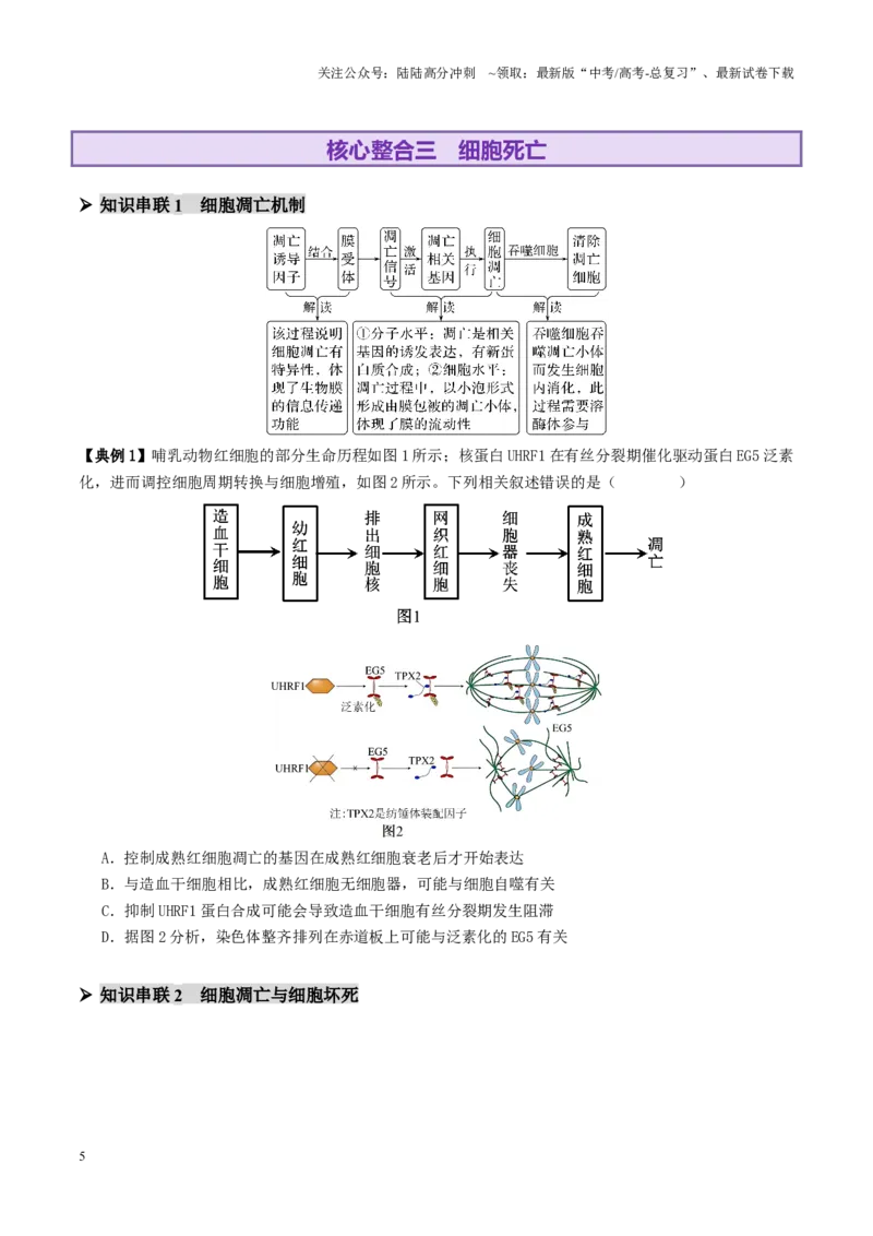 《第06讲细胞的分化、衰老、死亡和癌变（讲义）（学生版）_06-生物-高考总复习_二轮复习_2025年_2025年高考生物二轮复习课件+讲义+练习（新高考通用）》第5页预览