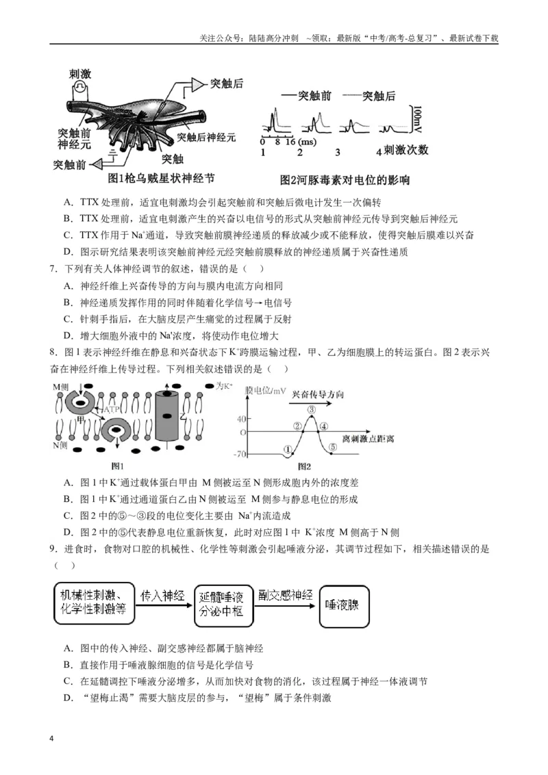 《专题17神经调节（原卷版）_06-生物-高考总复习_专项复习_2024年_2024年高考生物经典小题必刷_资料》第4页预览