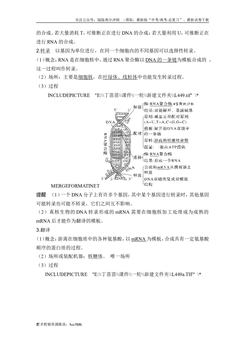 《第18讲基因的表达_06-生物-高考总复习_一轮复习_2024年_2024高考生物大一轮复习课件讲义新人教版知识总结_2024年高考生物一轮复习讲义（新人教版）_另赠1套Word版题库_必修2》第2页预览