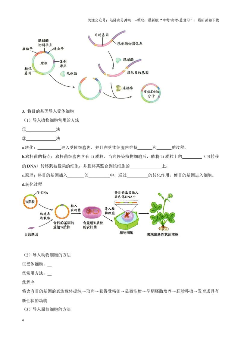 《考点49基因工程的工具及操作程序（讲义）（原卷版）_06-生物-高考总复习_一轮复习_2024年_2023-2024学年高三生物一轮复习_资料》第4页预览