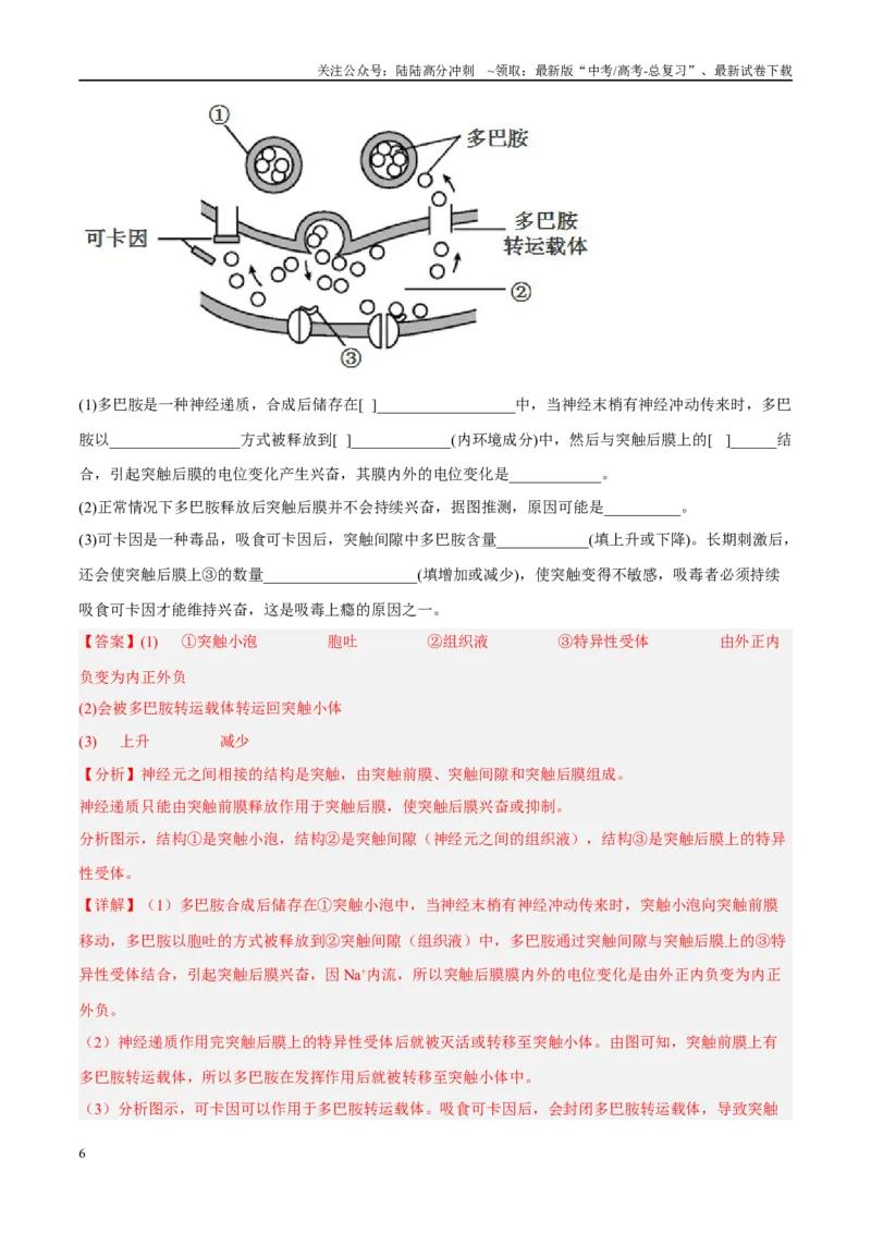 《解密15神经调节（分层训练）（解析版）_06-生物-高考总复习_二轮复习_2024年_2024年新教材高考生物二轮复习讲义分层训练题考点_资料》第6页预览