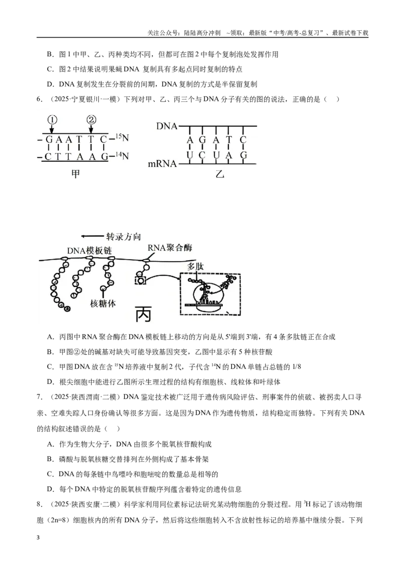《猜押05遗传的分子基础、变异和进化（学生版）_06-生物-高考总复习_专项复习_2025年_2025年高考生物抢押秘籍（陕西、山西、宁夏、青海专用）》第3页预览