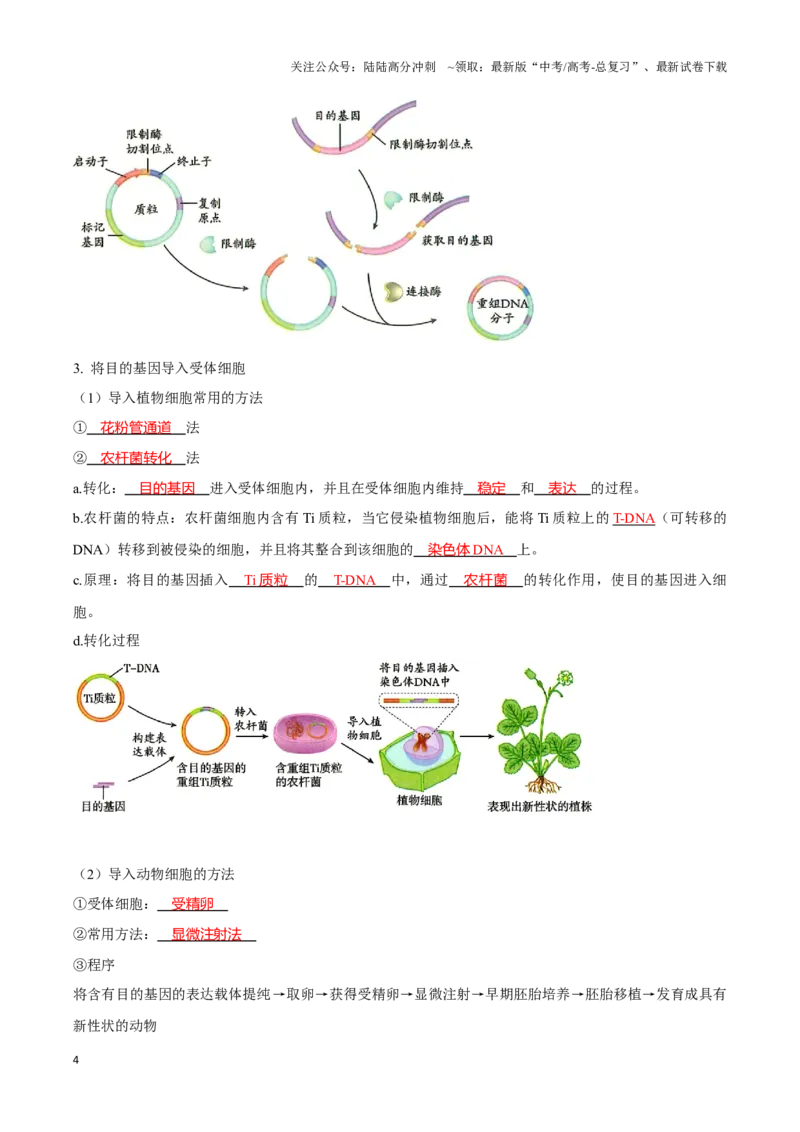 《考点49基因工程的工具及操作程序（讲义）（解析版）_06-生物-高考总复习_一轮复习_2024年_2023-2024学年高三生物一轮复习_资料》第4页预览