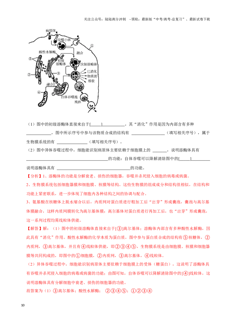 《考点7细胞器和生物膜系统（讲义）（解析版）_06-生物-高考总复习_一轮复习_2024年_2023-2024学年高三生物一轮复习_资料》第10页预览