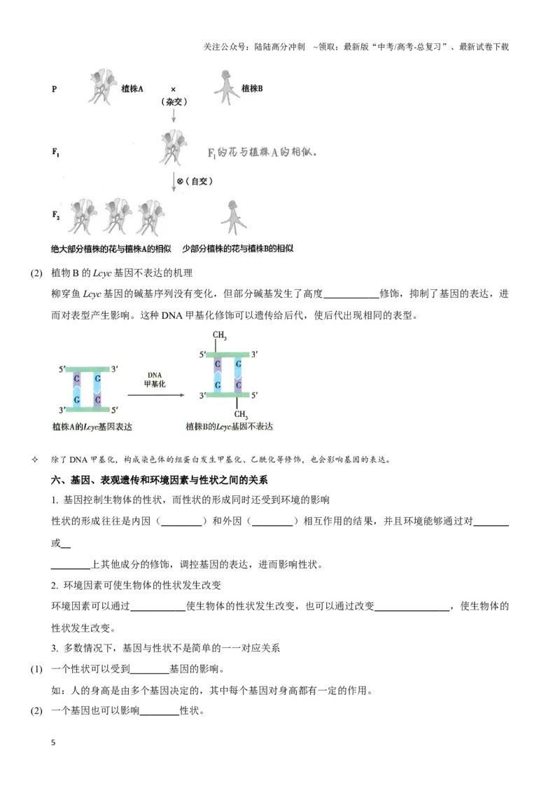 《考点23基因的表达（讲义）（原卷版）_06-生物-高考总复习_一轮复习_2024年_2023-2024学年高三生物一轮复习_资料》第5页预览