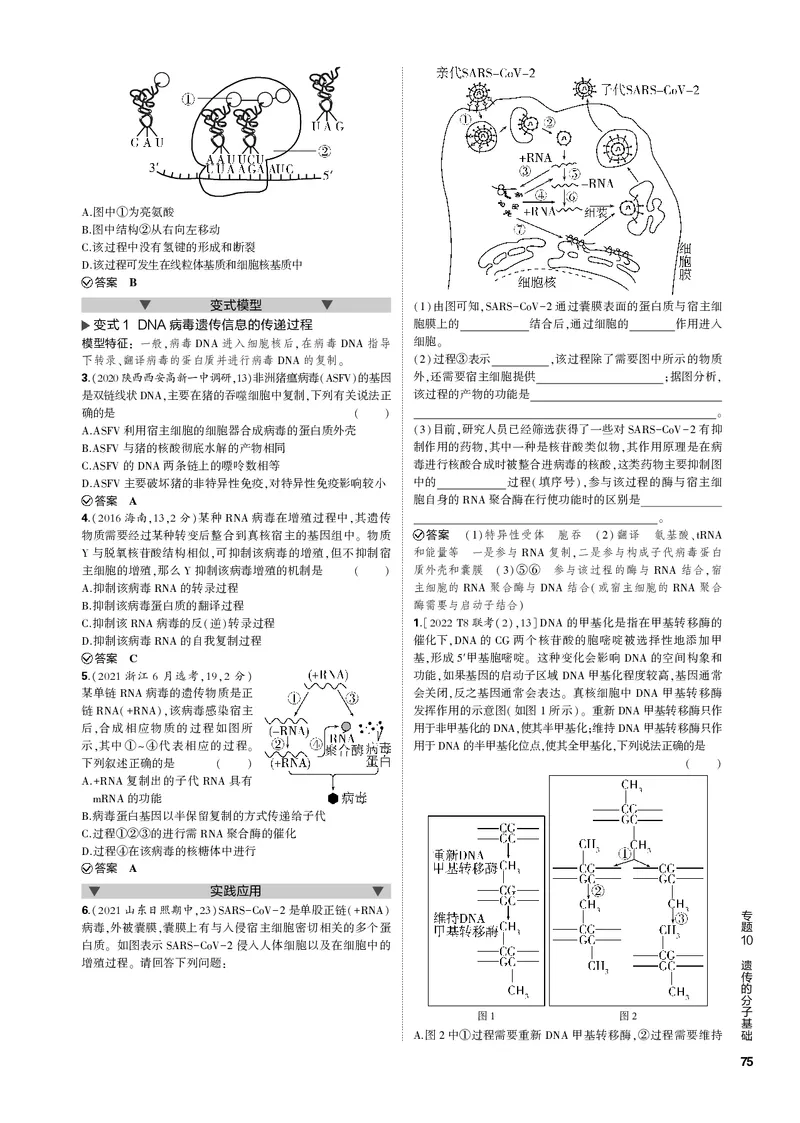 《1_专题10　遗传的分子基础(PDF版）_2023版教学资源包_2023版新高考新教材版选考总复习生物5·3B版_10_专题十遗传的分子基础_4_专题电子书》第5页预览