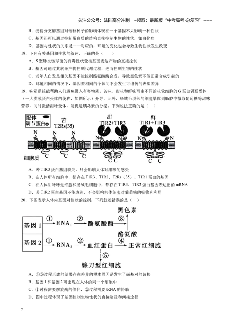 《第22讲基因的表达、基因与性状的关系（专项训练）（安徽专用）（学生版）_06-生物-高考总复习_一轮复习_2026年-生物高考一轮复习_2026年高考生物一轮课件+讲义+练习（安徽专用）-G326》第7页预览