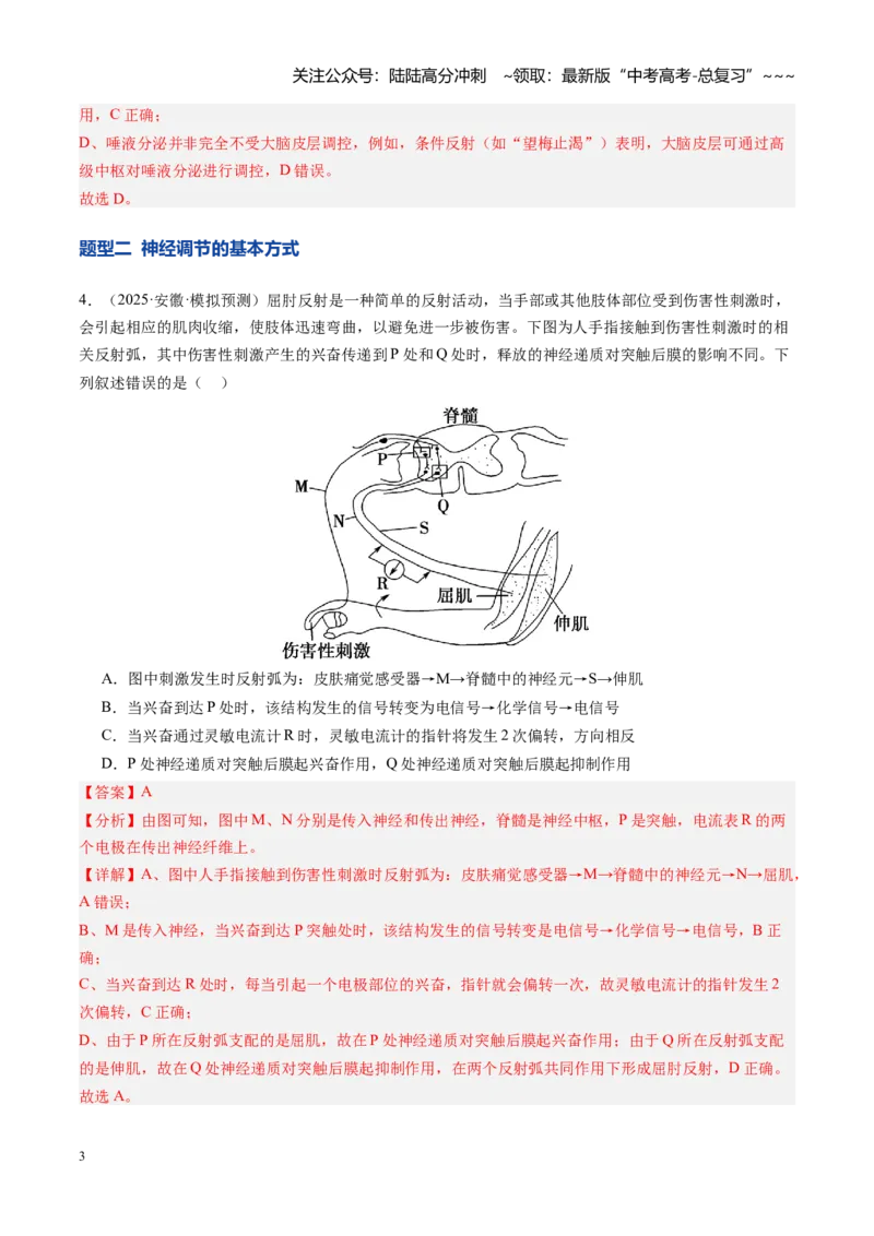 《第26讲神经调节（专项训练）（安徽专用）（教师版）_06-生物-高考总复习_一轮复习_2026年-生物高考一轮复习_2026年高考生物一轮课件+讲义+练习（安徽专用）-G326》第3页预览