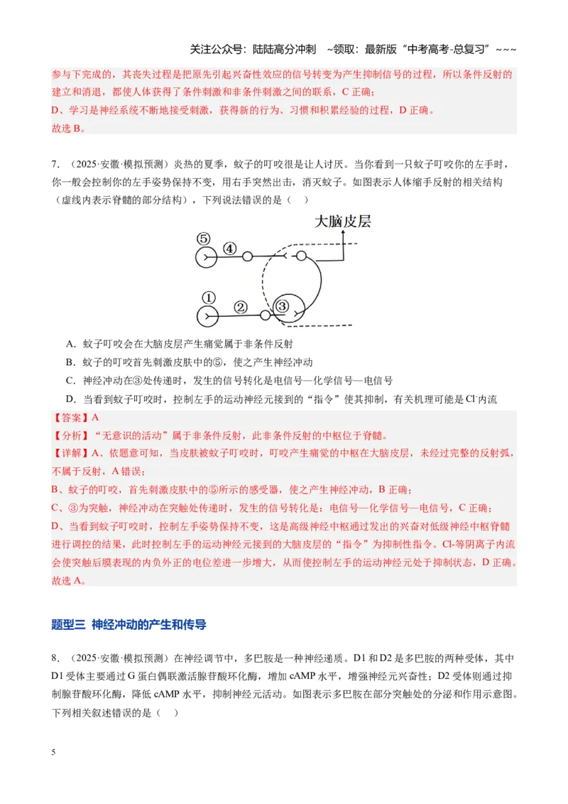 《第26讲神经调节（专项训练）（安徽专用）（教师版）_06-生物-高考总复习_一轮复习_2026年-生物高考一轮复习_2026年高考生物一轮课件+讲义+练习（安徽专用）-G326》第5页预览