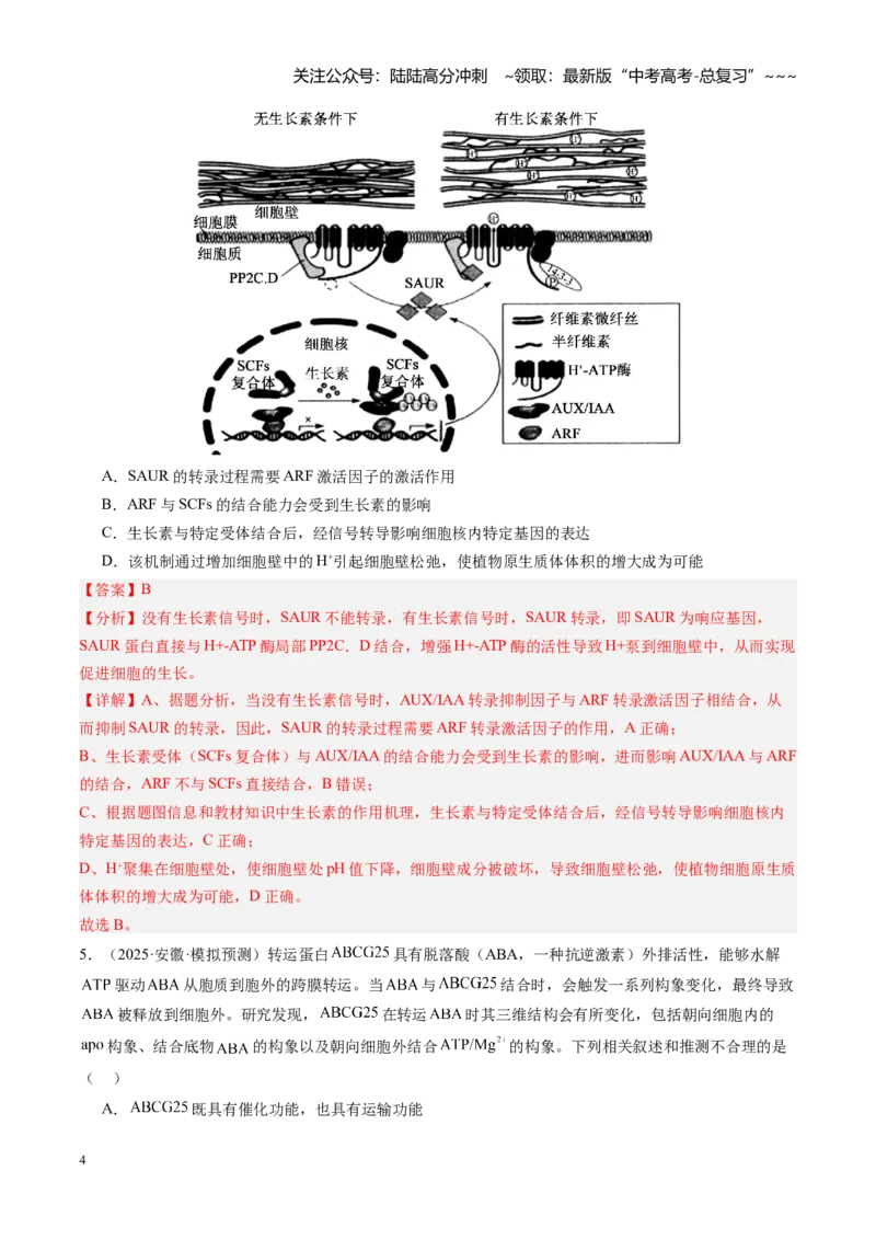 《第32讲植物生命活动调节（专项训练）（安徽专用）（教师版）_06-生物-高考总复习_一轮复习_2026年-生物高考一轮复习_2026年高考生物一轮课件+讲义+练习（安徽专用）-G326》第4页预览
