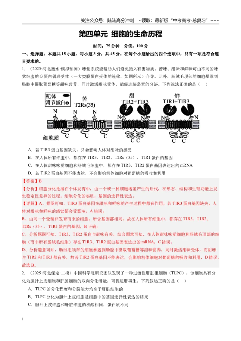 《第四单元细胞的生命历程（综合训练）（教师版）（安徽专用）_06-生物-高考总复习_一轮复习_2026年-生物高考一轮复习_2026年高考生物一轮课件+讲义+练习（安徽专用）-G326》第1页预览