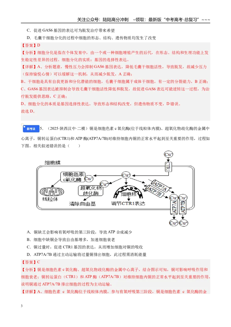 《第四单元细胞的生命历程（综合训练）（教师版）（安徽专用）_06-生物-高考总复习_一轮复习_2026年-生物高考一轮复习_2026年高考生物一轮课件+讲义+练习（安徽专用）-G326》第3页预览