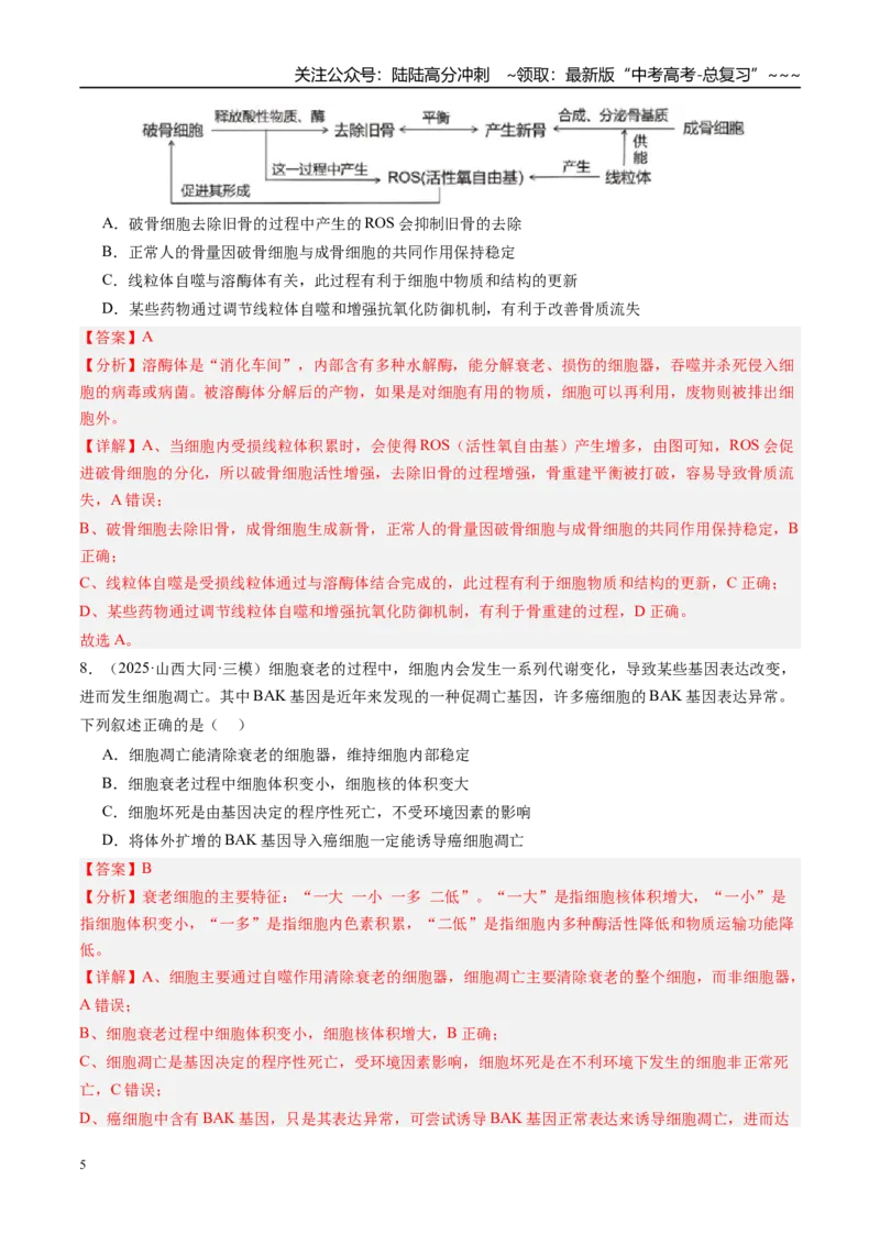 《第四单元细胞的生命历程（综合训练）（教师版）（安徽专用）_06-生物-高考总复习_一轮复习_2026年-生物高考一轮复习_2026年高考生物一轮课件+讲义+练习（安徽专用）-G326》第5页预览