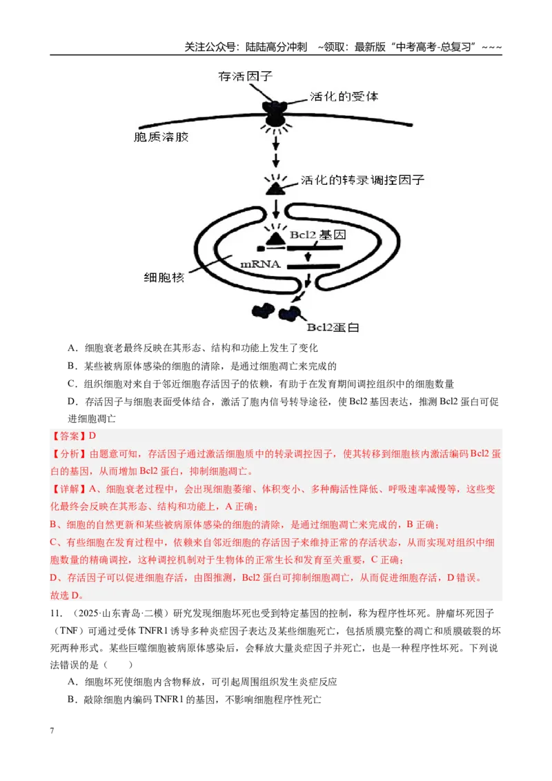 《第四单元细胞的生命历程（综合训练）（教师版）（安徽专用）_06-生物-高考总复习_一轮复习_2026年-生物高考一轮复习_2026年高考生物一轮课件+讲义+练习（安徽专用）-G326》第7页预览