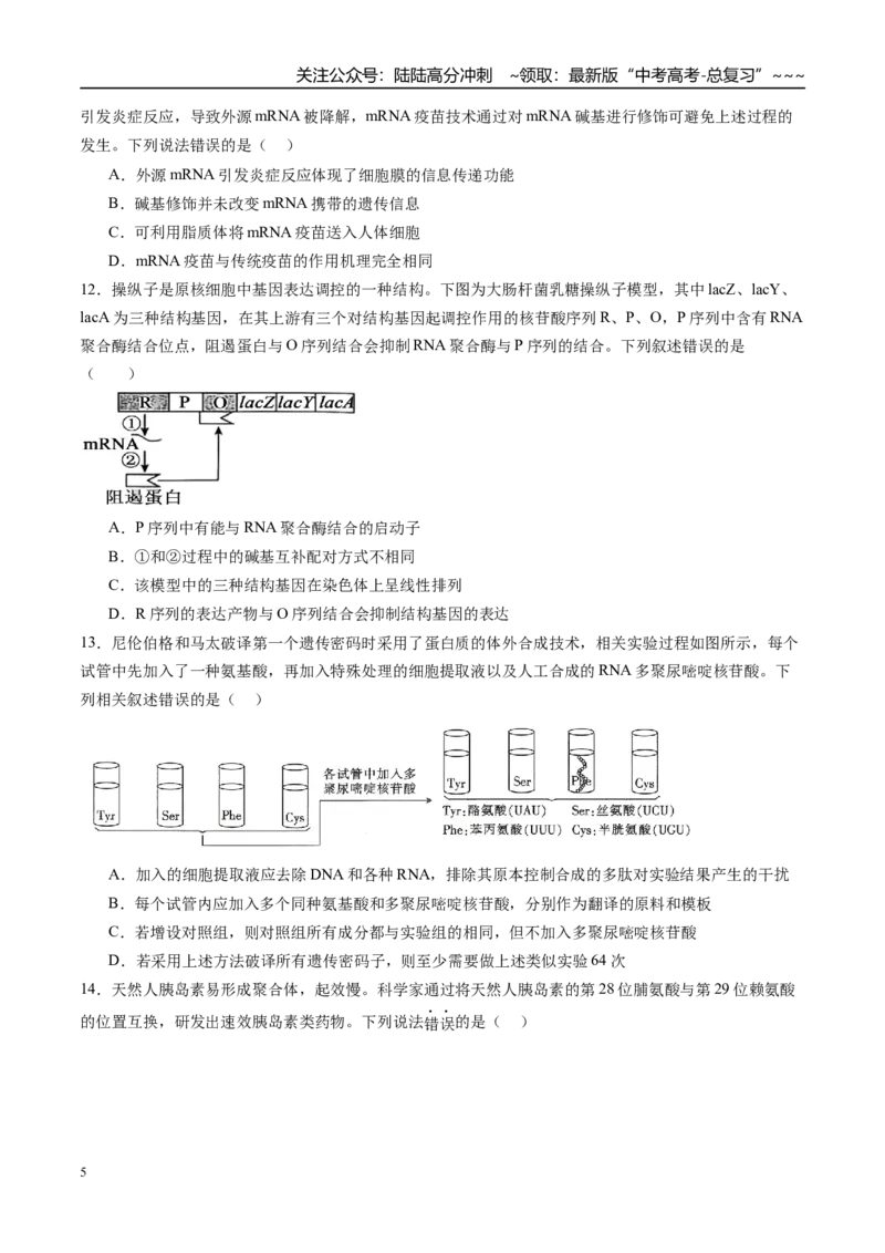 《第六单元遗传的分子基础（综合训练）（安徽专用）（学生版）_06-生物-高考总复习_一轮复习_2026年-生物高考一轮复习_2026年高考生物一轮课件+讲义+练习（安徽专用）-G326》第5页预览