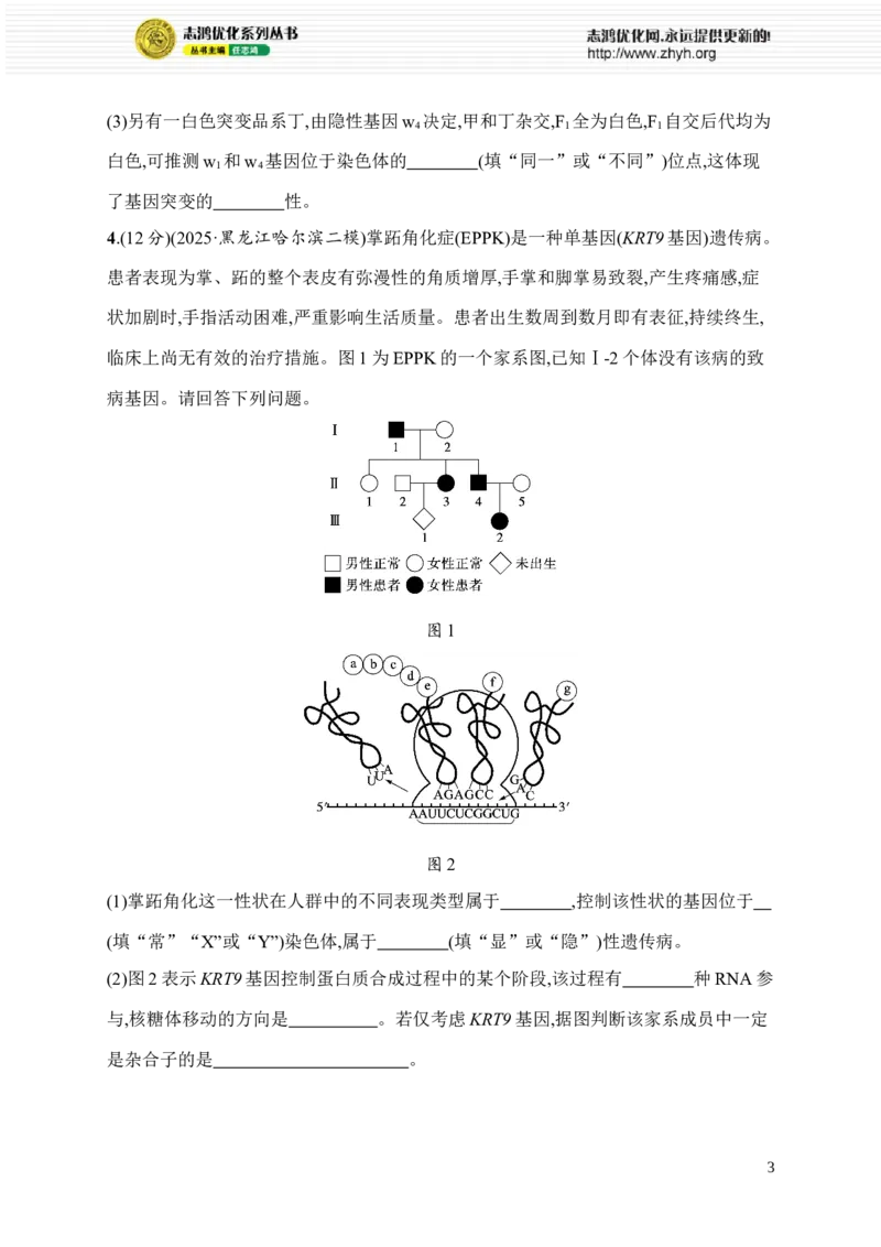 《2.遗传推理与实验设计_2026版高中《二三轮复习+冲刺复习》_高考总复习优化设计二轮用书生物课后习题Word_课后习题_考前增分专练_大题分析与表达练》第3页预览