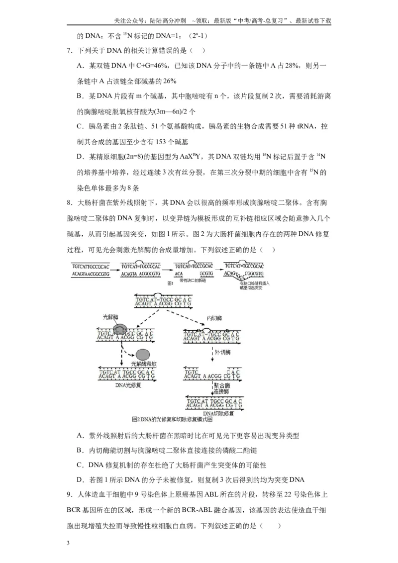 《第六单元遗传的分子基础（测试卷）（原卷版)_06-生物-高考总复习_一轮复习_2024年_2024年高考生物一轮复习重难点专项突破_资料》第3页预览