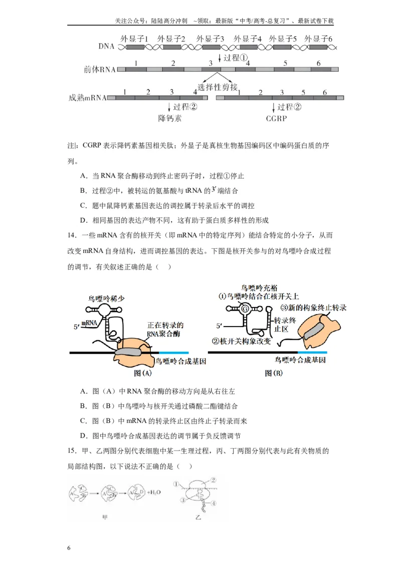 《第六单元遗传的分子基础（测试卷）（原卷版)_06-生物-高考总复习_一轮复习_2024年_2024年高考生物一轮复习重难点专项突破_资料》第6页预览