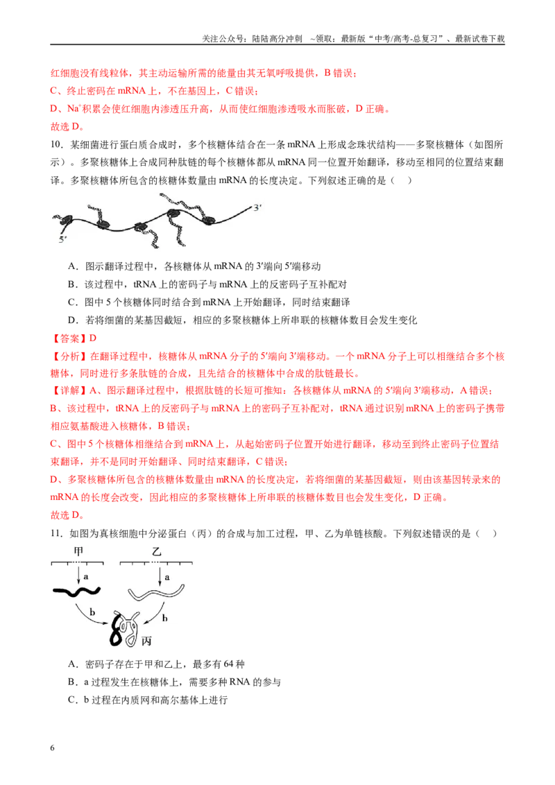 《第六单元遗传的物质基础（测试）（教师版）_06-生物-高考总复习_一轮复习_2025年_2025年新高考生物一轮复习讲义PPT知识点习题训_资料_第六单元遗传的分子基础》第6页预览