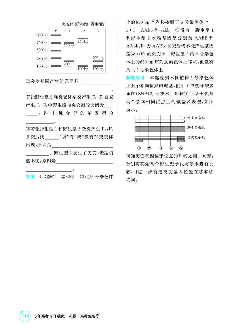 《1_精练册PDF-第11章基因突变及其他变异_2026版教学资源包_202653高考总复习A版_山东版_2026版.山东版.选考总复习.生物.5·3A版_第2部分遗传与进化_第11章基因突变及其他变异_1_精练册PDF》第4页预览