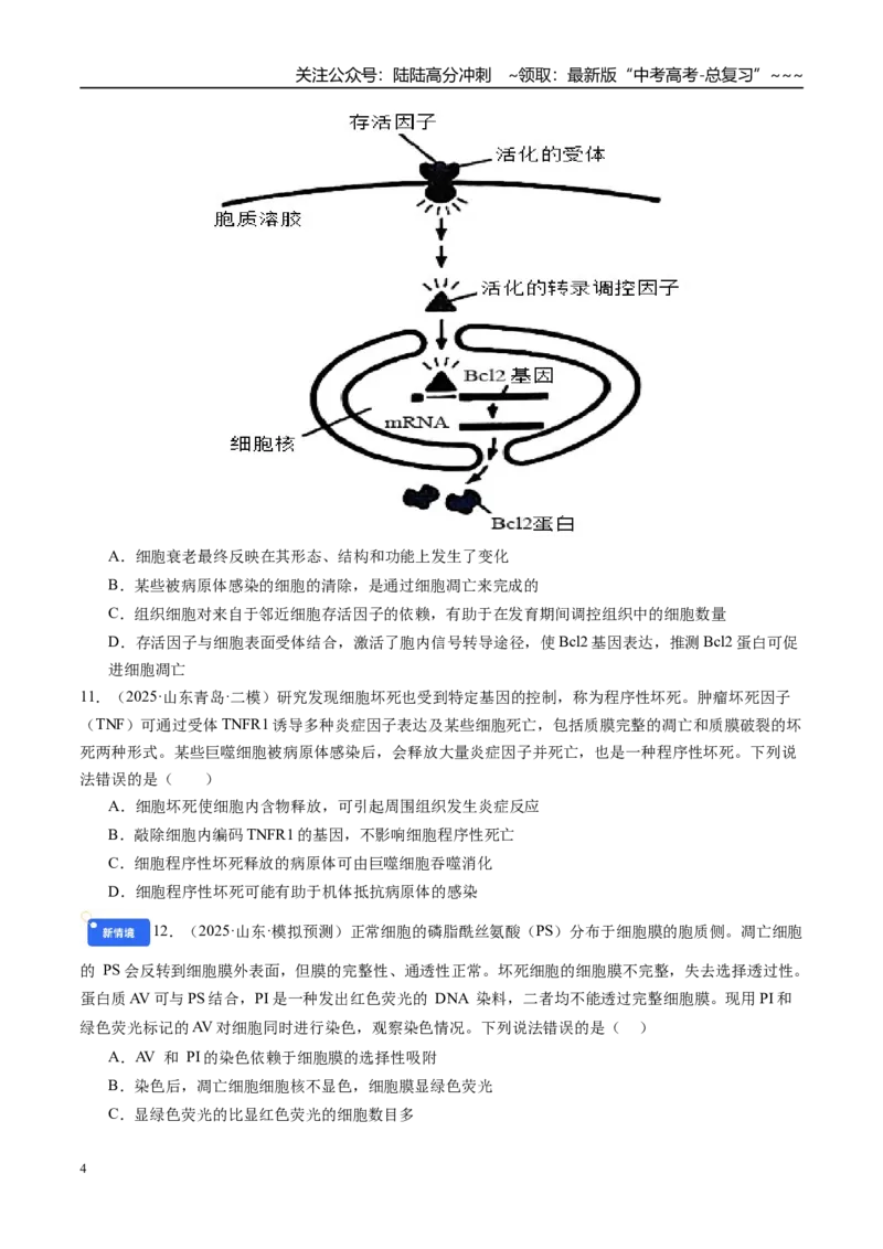 《第四单元细胞的生命历程（综合训练）（学生版）（安徽专用）_06-生物-高考总复习_一轮复习_2026年-生物高考一轮复习_2026年高考生物一轮课件+讲义+练习（安徽专用）-G326》第4页预览